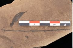 Foto (Detailsansicht) von Quercus palaeoilex Ettingshausen (NHMW-GEO-2024-0188-0834)